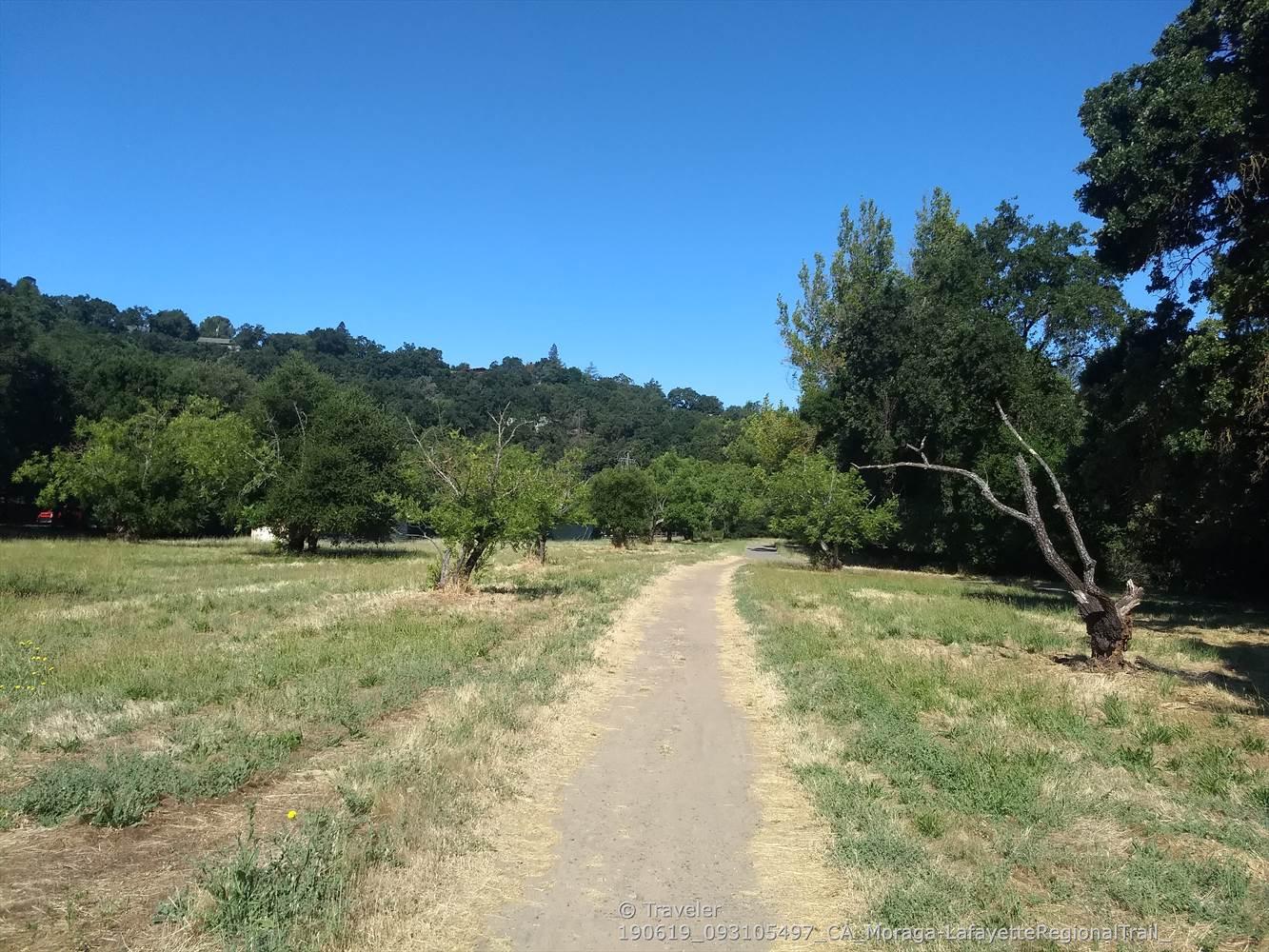 Dirt path through a grassy field with scattered trees, clear blue sky.