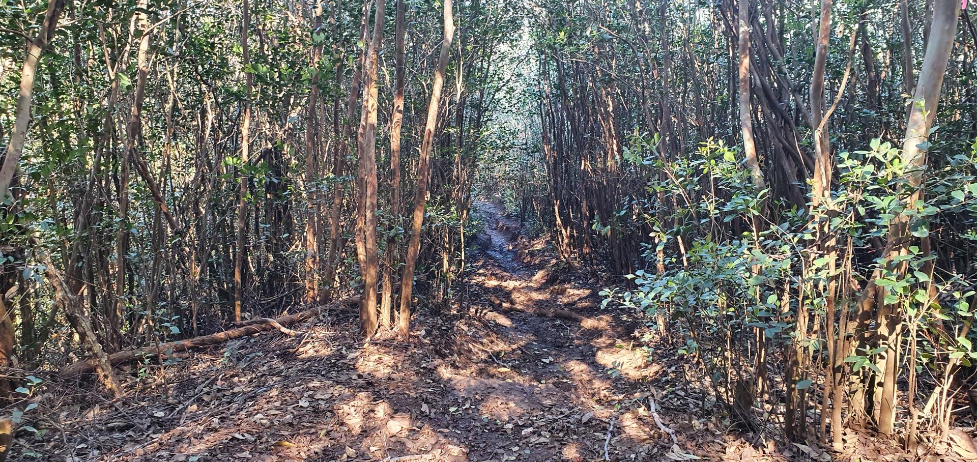 A narrow, sun-dappled dirt path winding through dense, green forest.