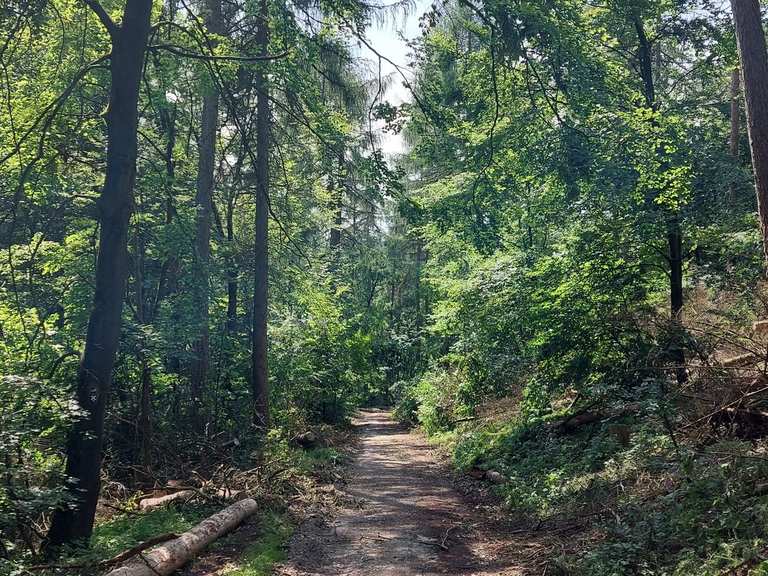 Bielsteinsender Donoperteich Runde von Detmold Wanderung Komoot
