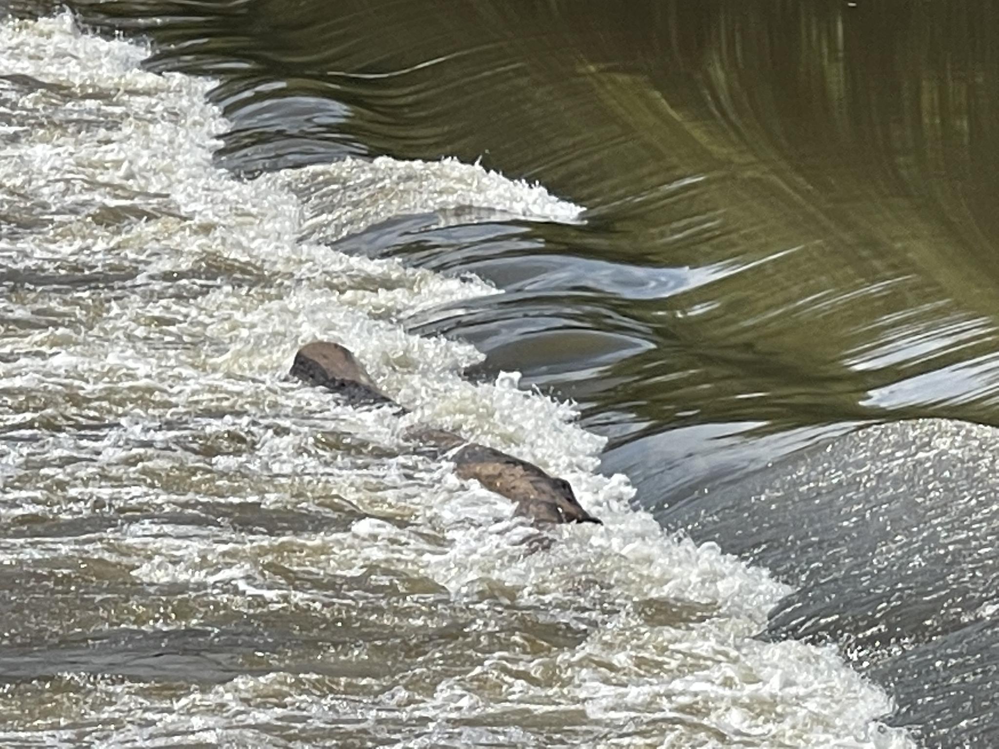 Rushing water flows over a barrier, creating white rapids.
