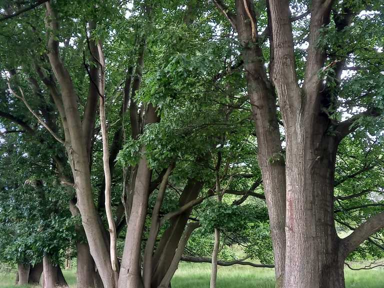 Uitzicht op Treekermeertje – Prachtig heideveld Rondje vanuit Leusden ...
