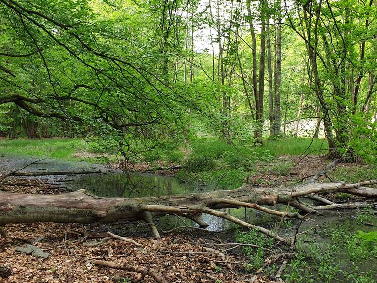 Düsterer Teich Radtouren und Radwege komoot