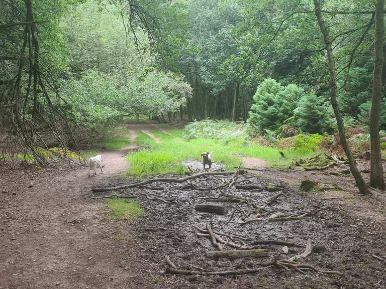 Penn Wood Routes for Walking and Hiking | Komoot