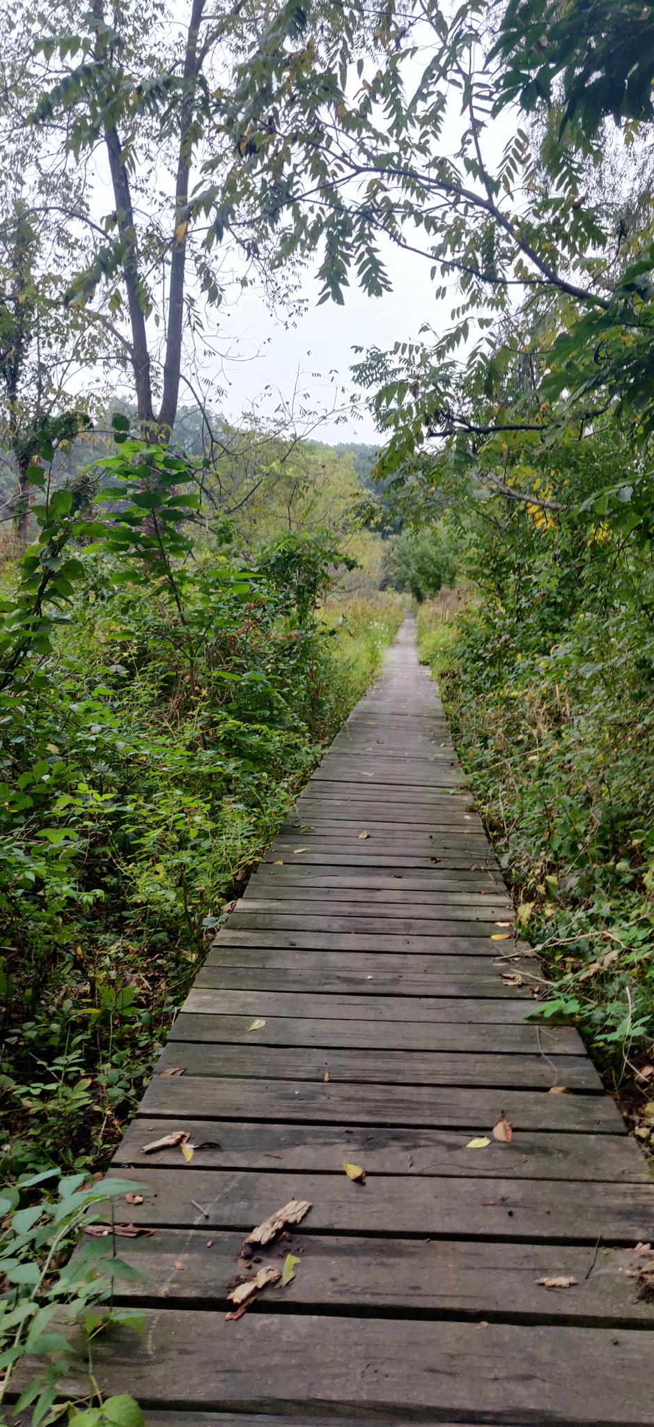 A wooden boardwalk path stretches through dense green foliage under an overcast sky.