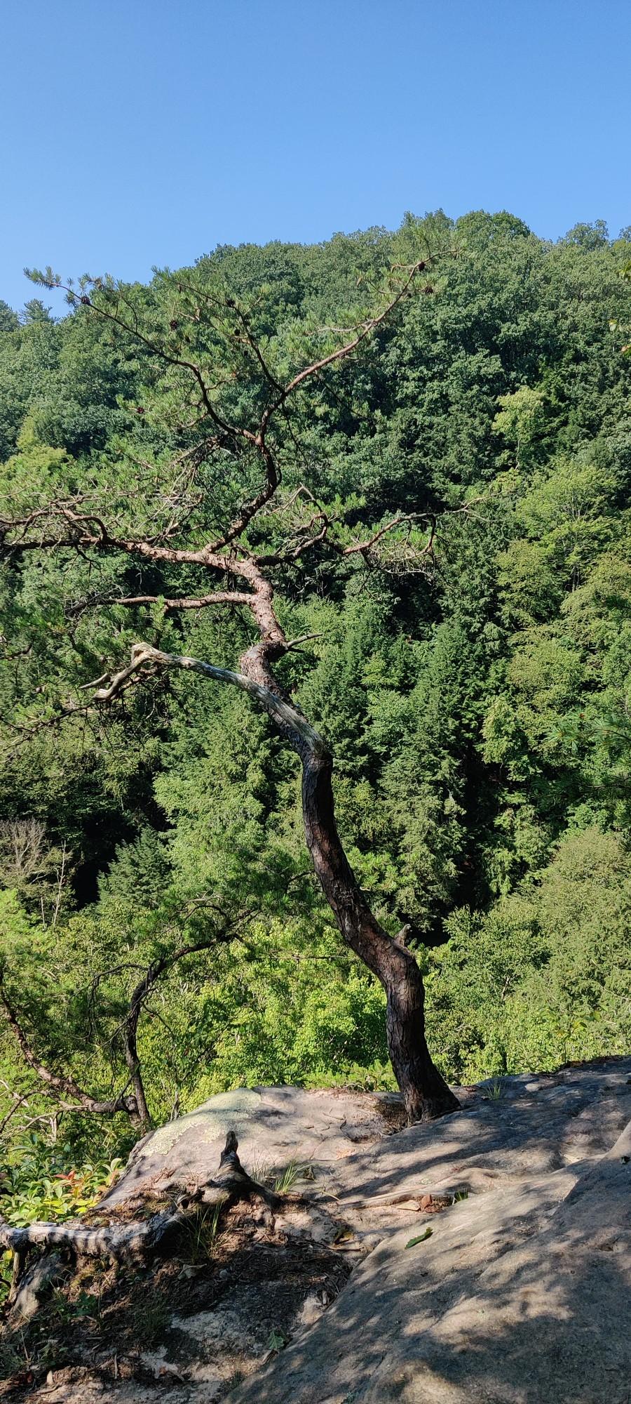 A gnarled tree stands on a sunny cliff overlooking a dense forest.