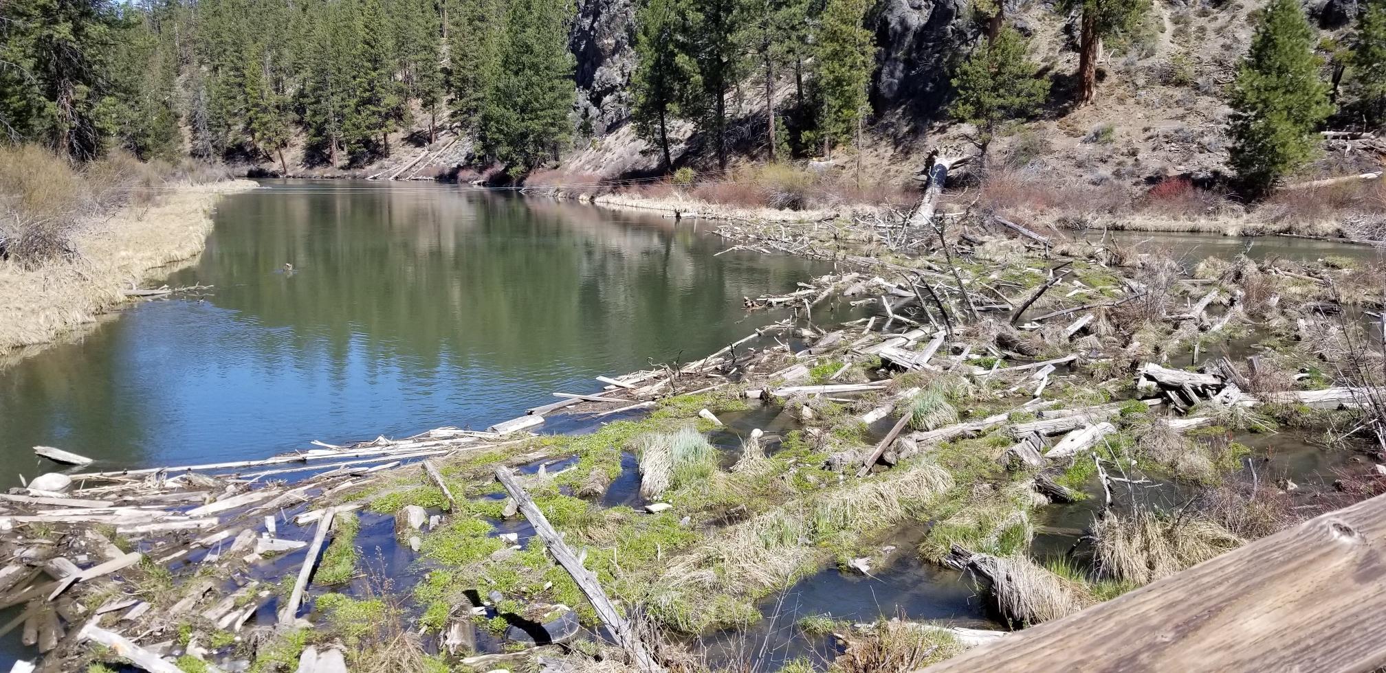 Calm river with a large log jam and grassy banks, pine trees.