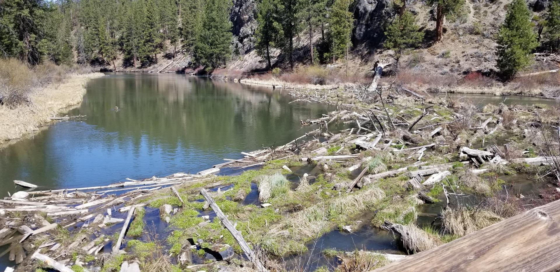 Calm river with a large log jam and grassy banks, pine trees.