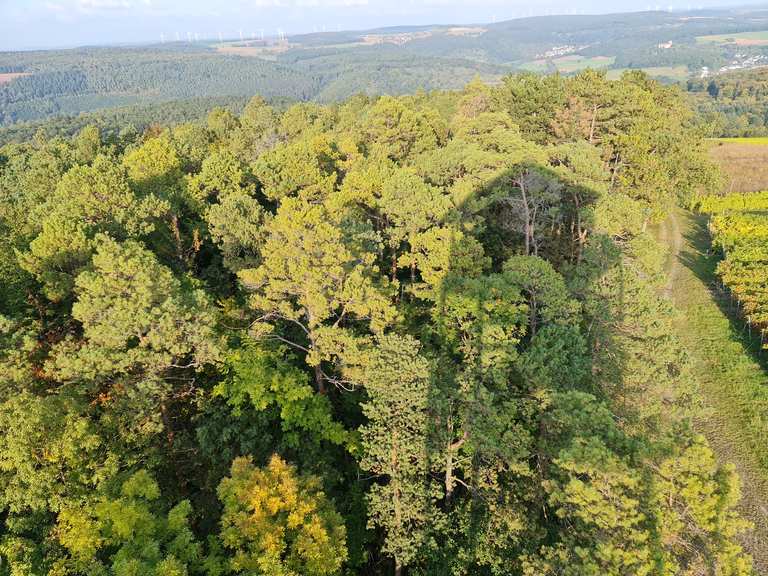 Stahlberg MountainbikeTouren und Trails komoot