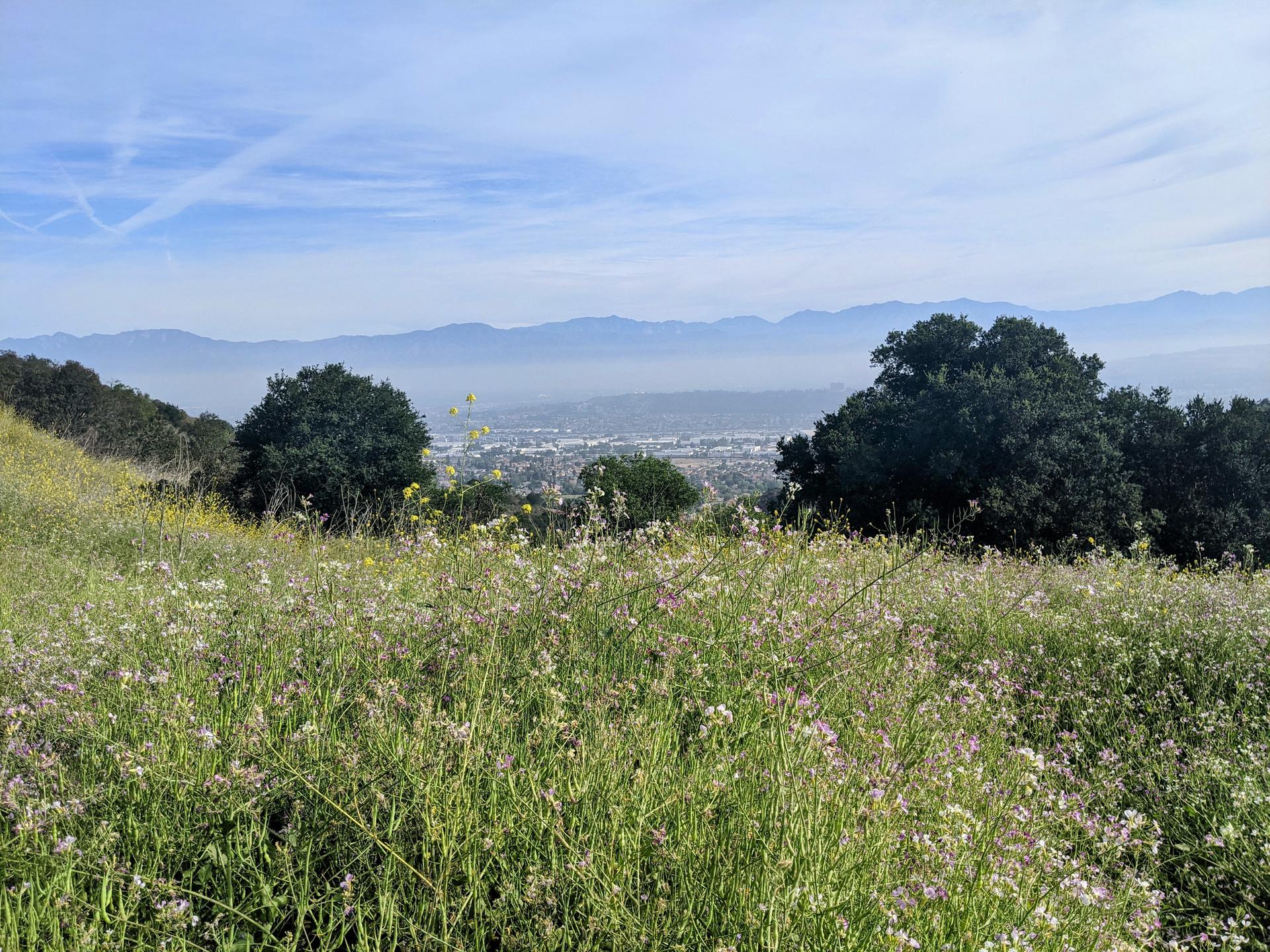 Grassy hillside with wildflowers, distant city, mountains, and hazy sky.