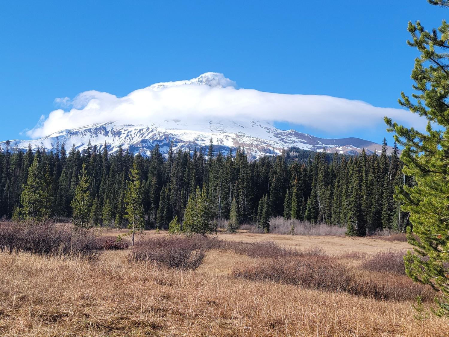 Sunny view of a snow-covered mountain, evergreen forest, and golden meadow.