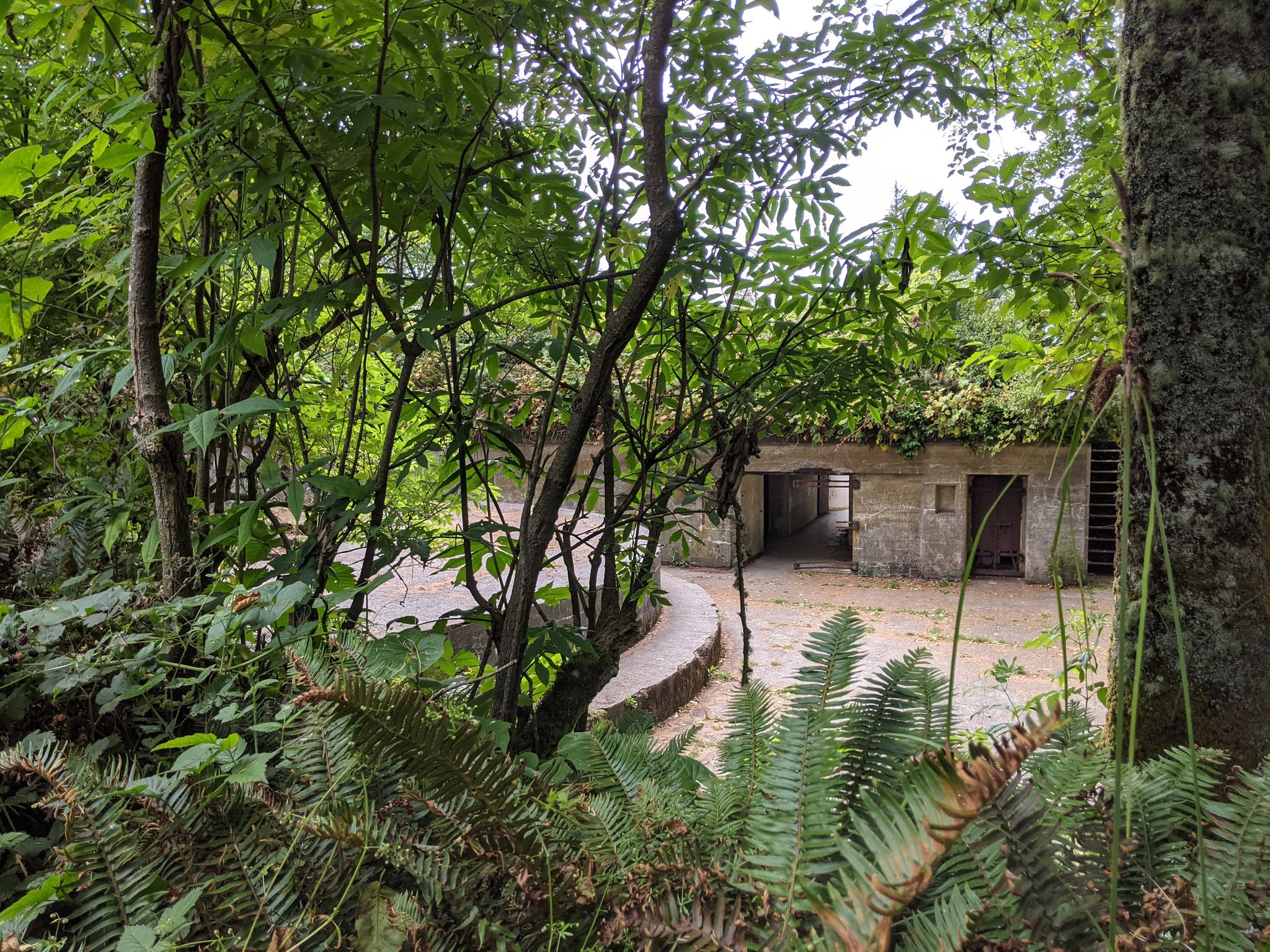 Overgrown concrete structure nestled within a dense, green forest. - Cape Disappointment Trail