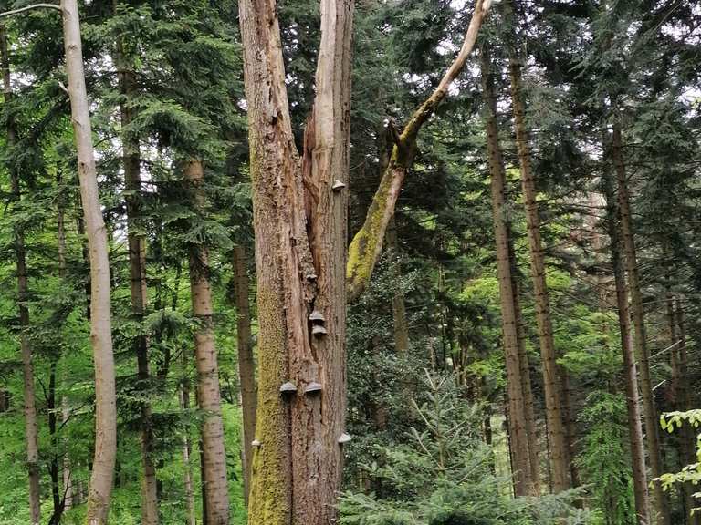 "Toter lebender Baum" Wanderungen und Rundwege komoot