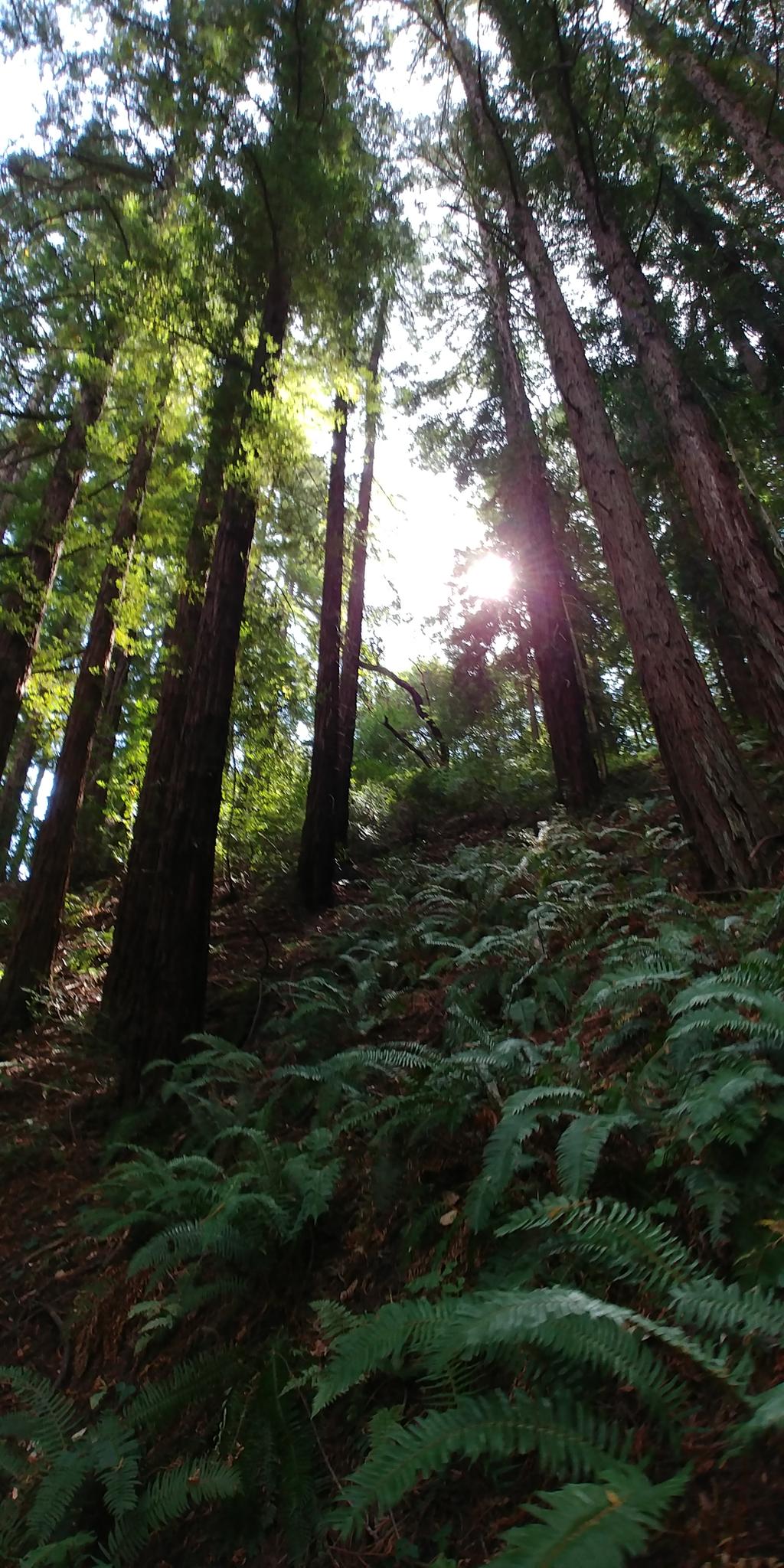 Sunbeams pierce through tall forest trees and ferns on a sloped forest floor.