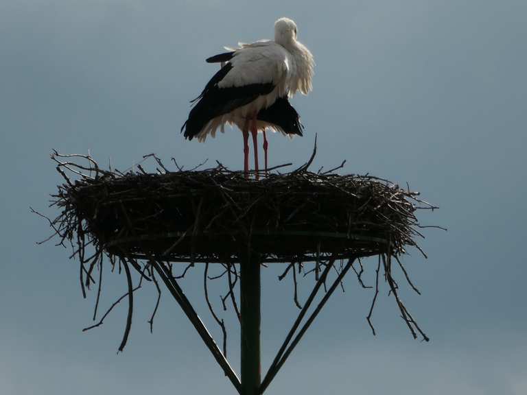 Storchennest – Zweites Storchen-Nest Runde von Dorf Hervest | Wanderung ...