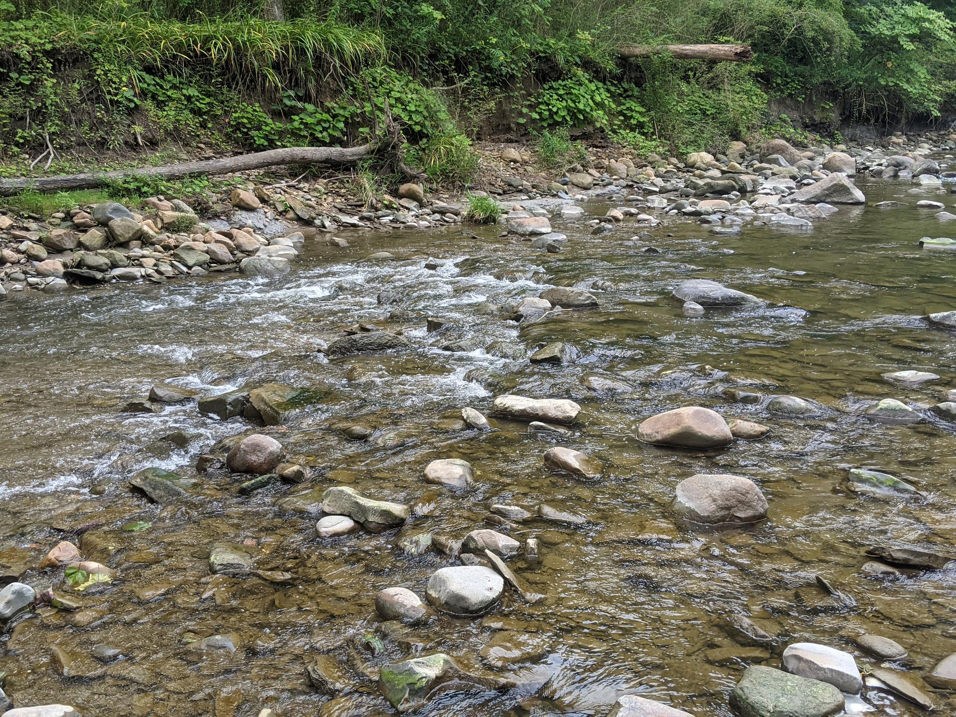 A rocky stream flows over stones, bordered by green vegetation.