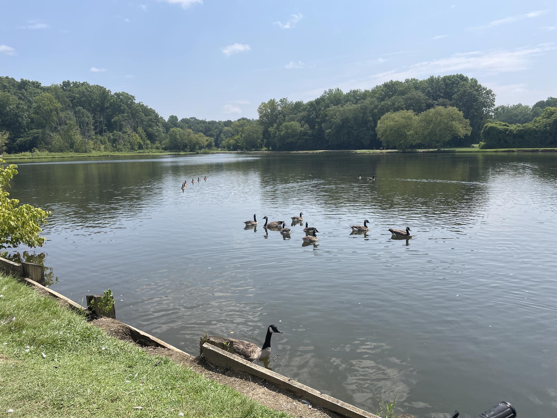 Geese swim in a calm lake surrounded by lush green trees.