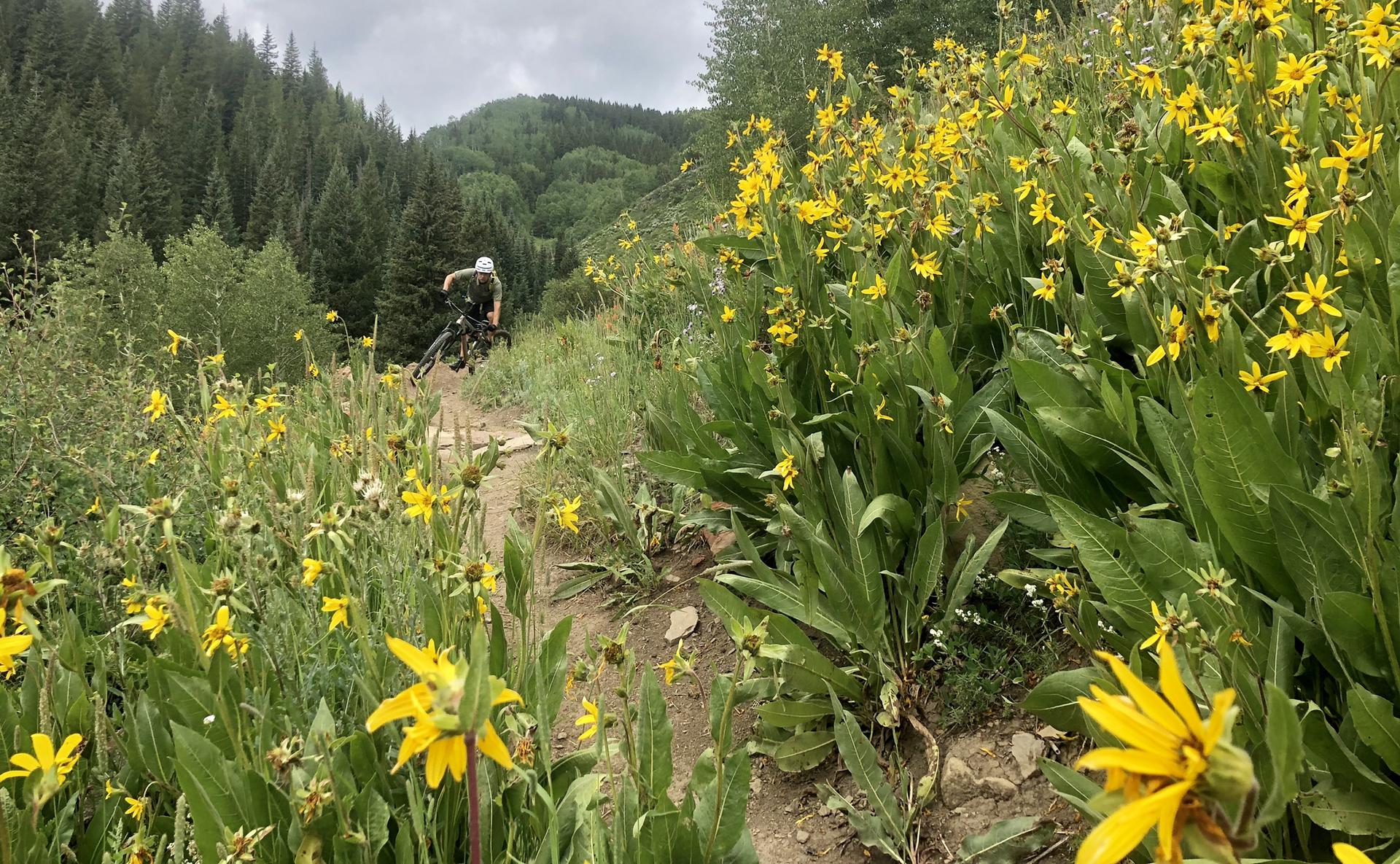 Mountain biker rides downhill on a dirt path surrounded by bright yellow flowers.