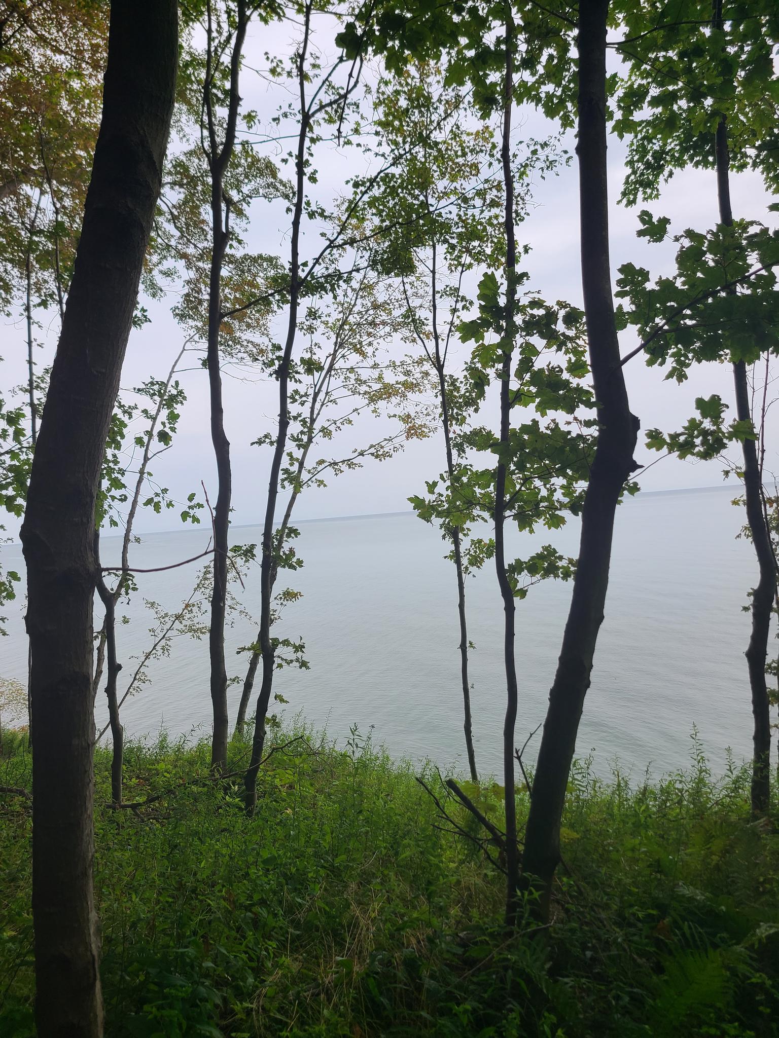 Tall trees frame a calm, grey body of water under an overcast sky.