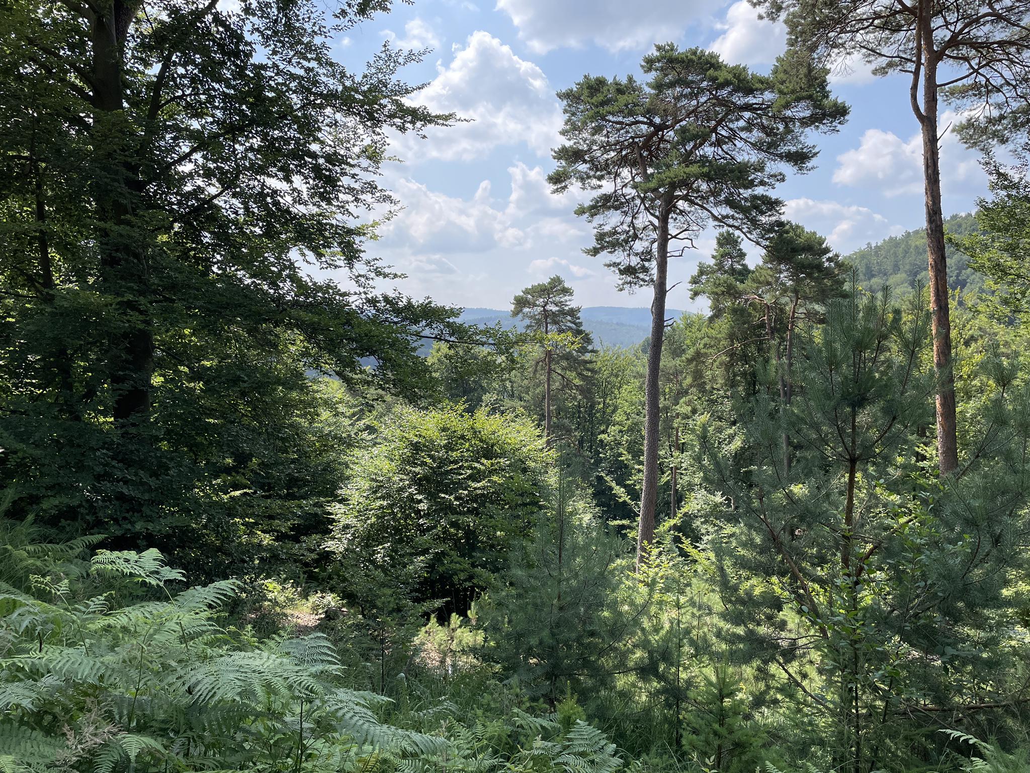 Mitten Im Spessart – Hohe-Wart-Haus Runde Von Heimbuchenthal ...