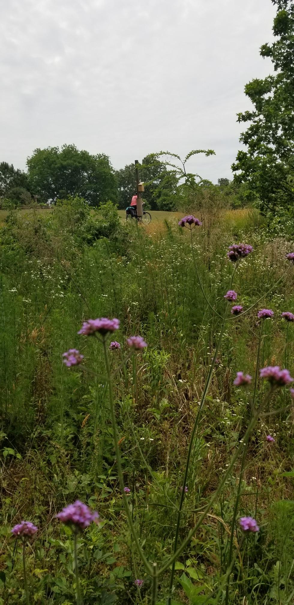 Purple wildflowers bloom in a field with two distant people walking.