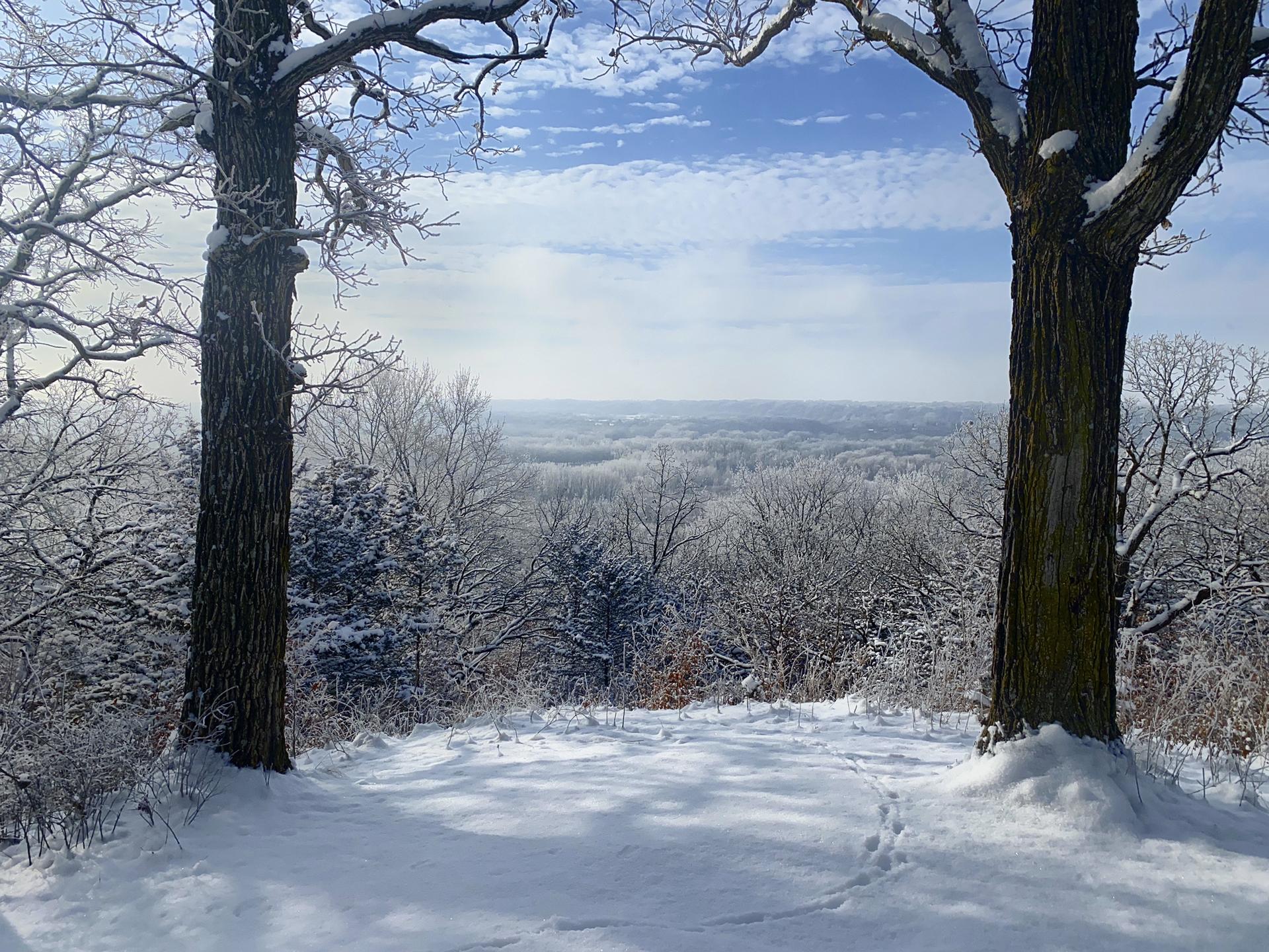 Two large trees frame a snowy winter landscape with distant forest and footprints.