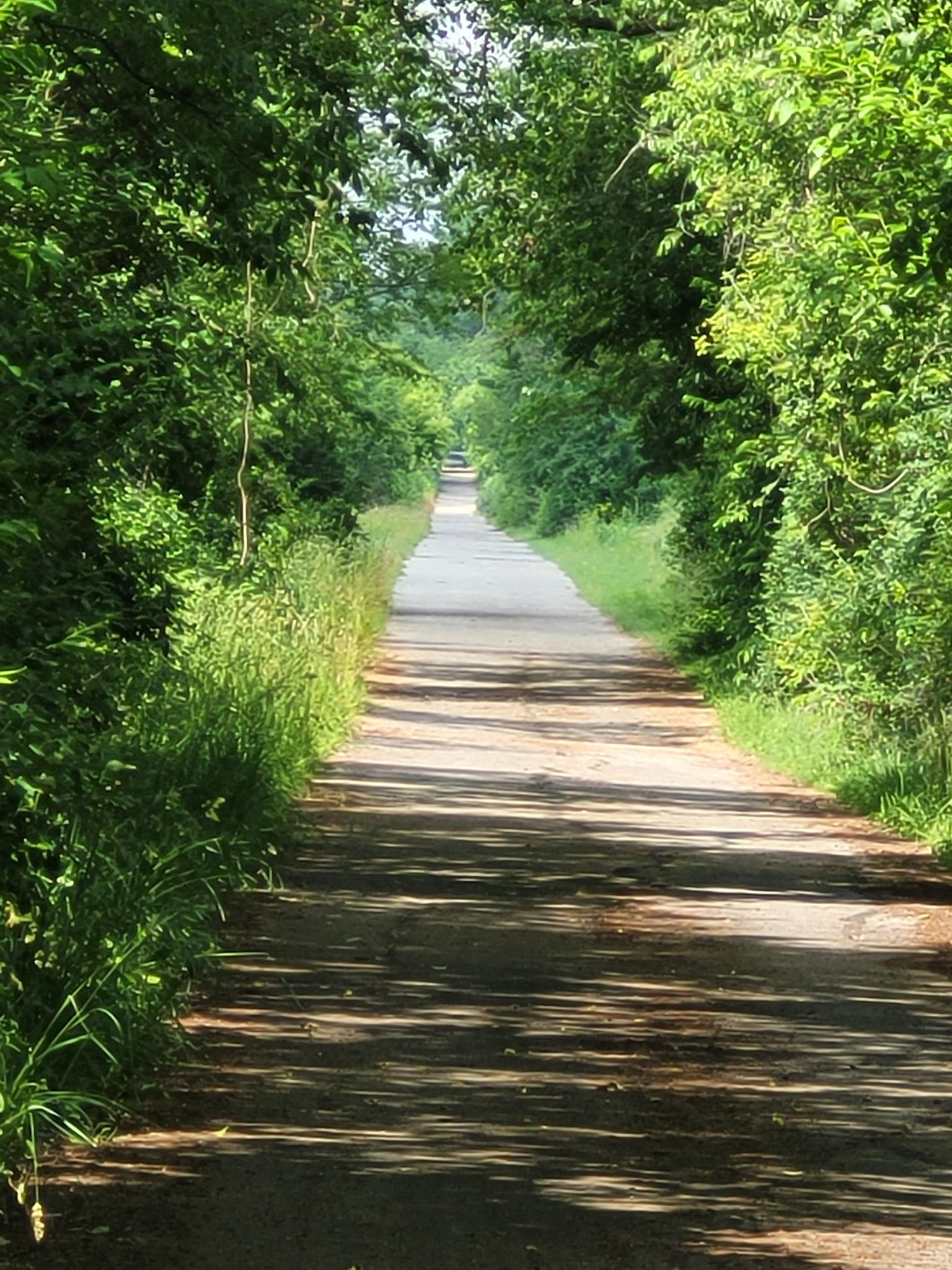 A straight, shaded paved path through dense green trees on a sunny day.