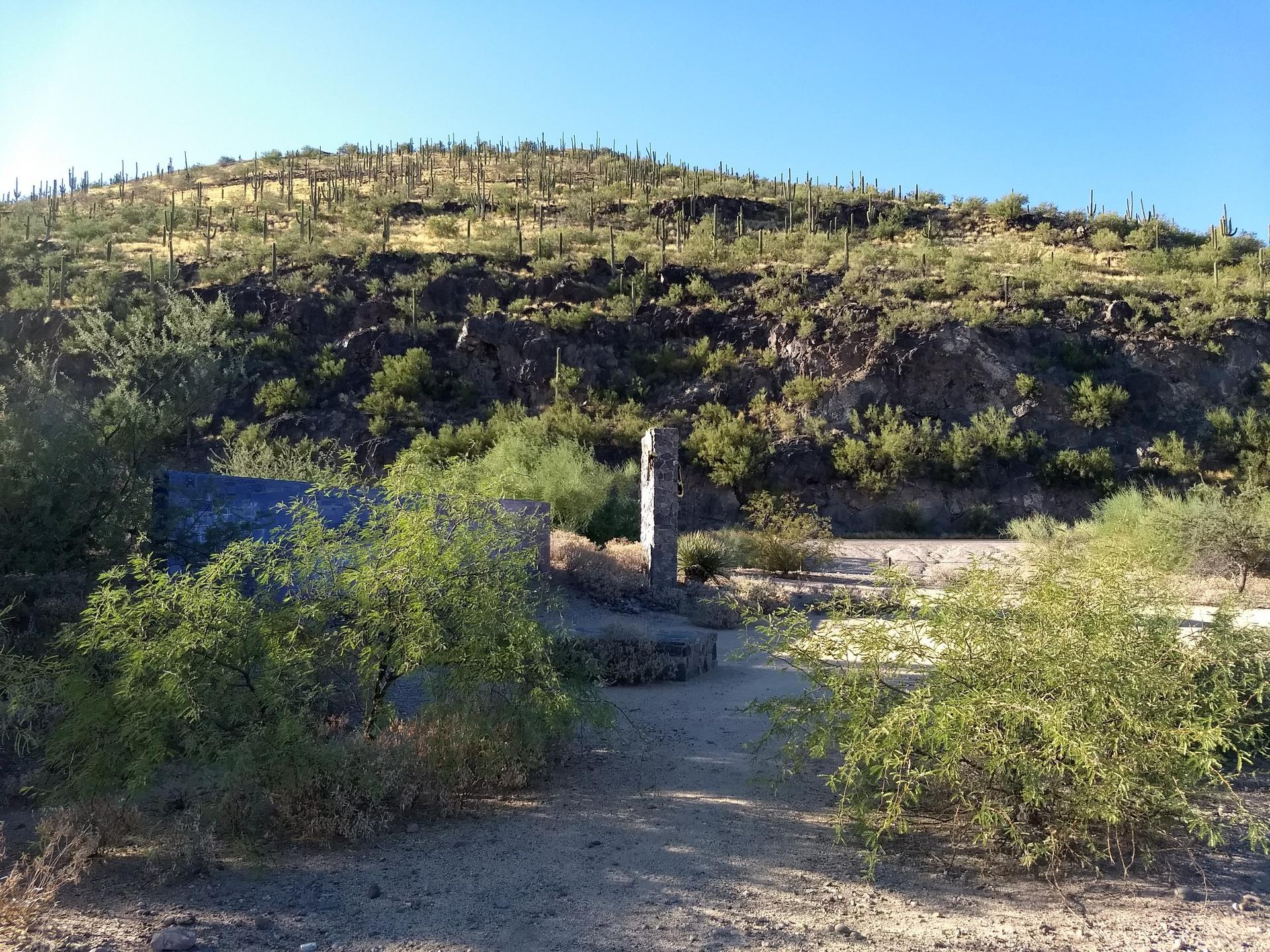 Desert hillside covered in saguaro cacti, with stone structures in the foreground.