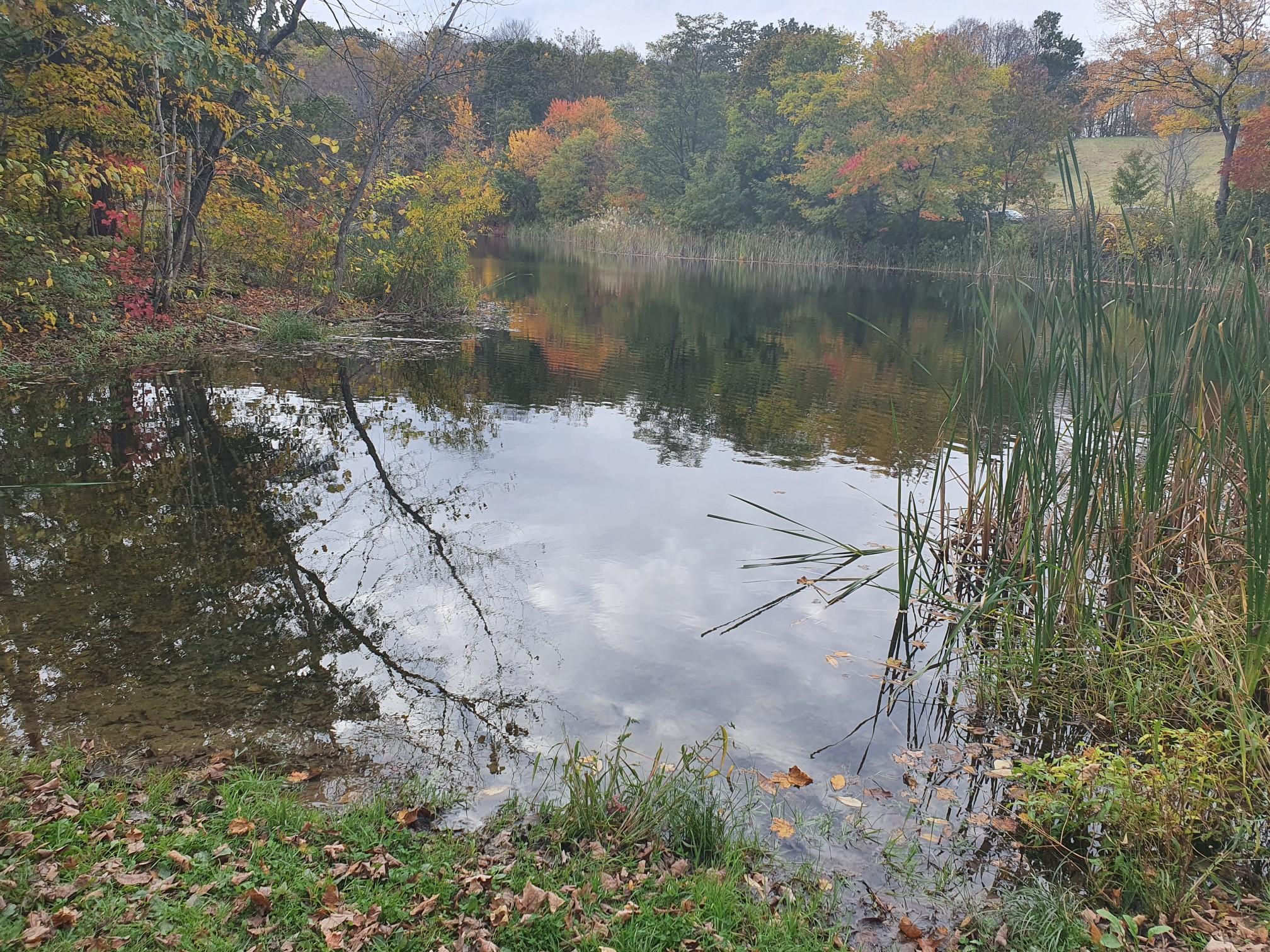 Calm pond reflecting cloudy sky, surrounded by autumn foliage and reeds.