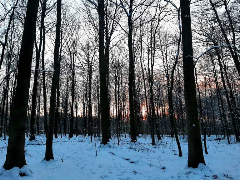 Volksdorfer Wald: Wanderungen und Rundwege | komoot