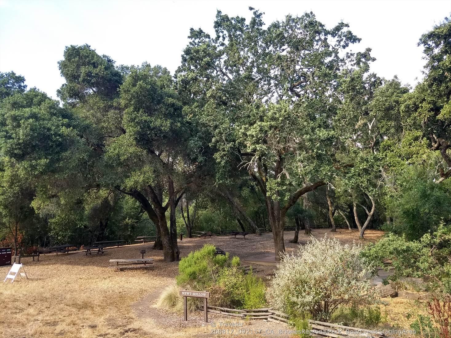 Shaded picnic area with tables surrounded by large trees.