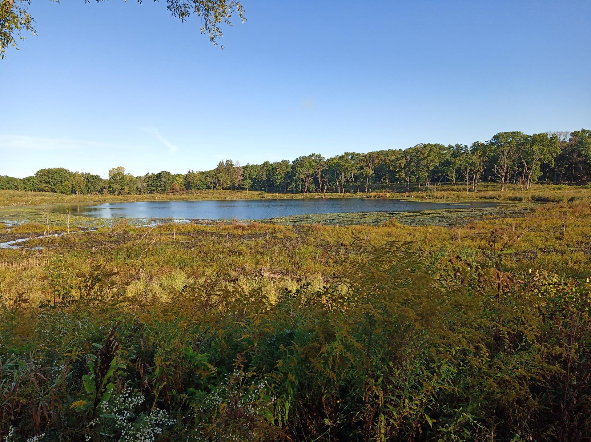 A sunny wetland scene with a calm lake surrounded by green and golden foliage.