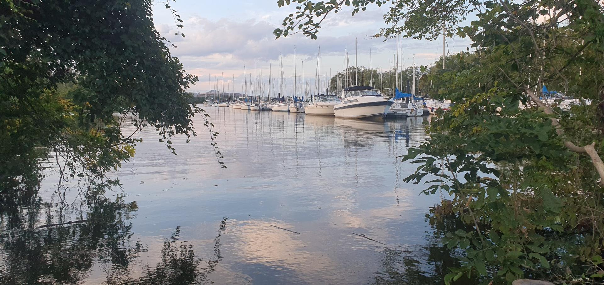 Boats docked in a calm marina, framed by green trees at dusk.