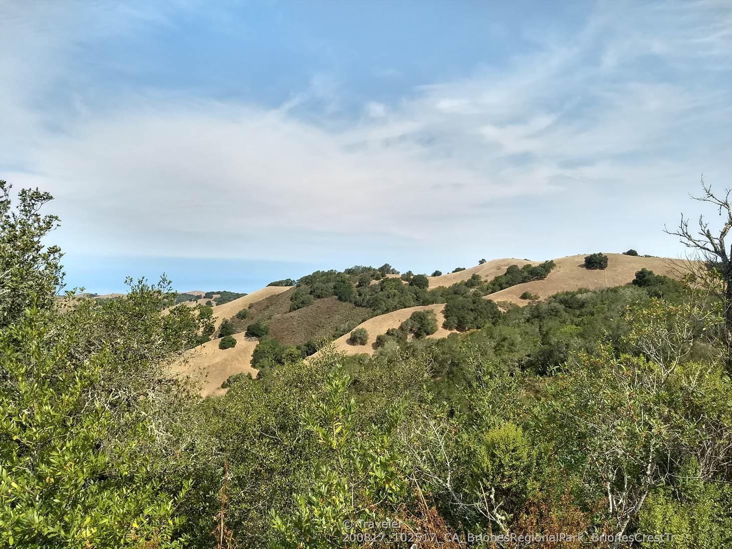 Sunny view of rolling golden hills dotted with green trees under a blue sky.