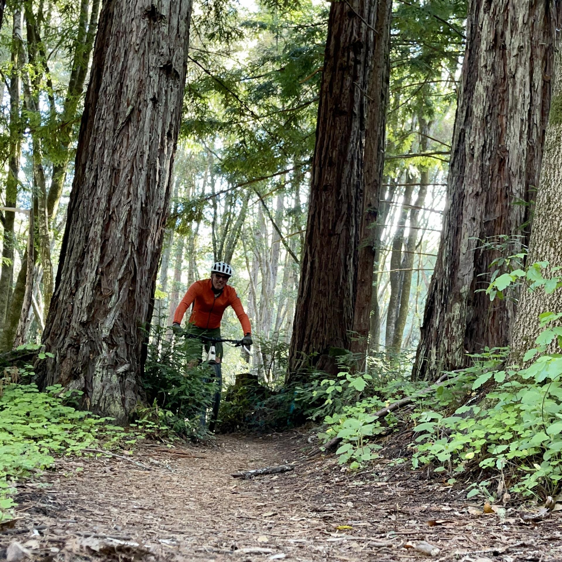 Person mountain biking on a dirt path through a sunlit, dense forest.