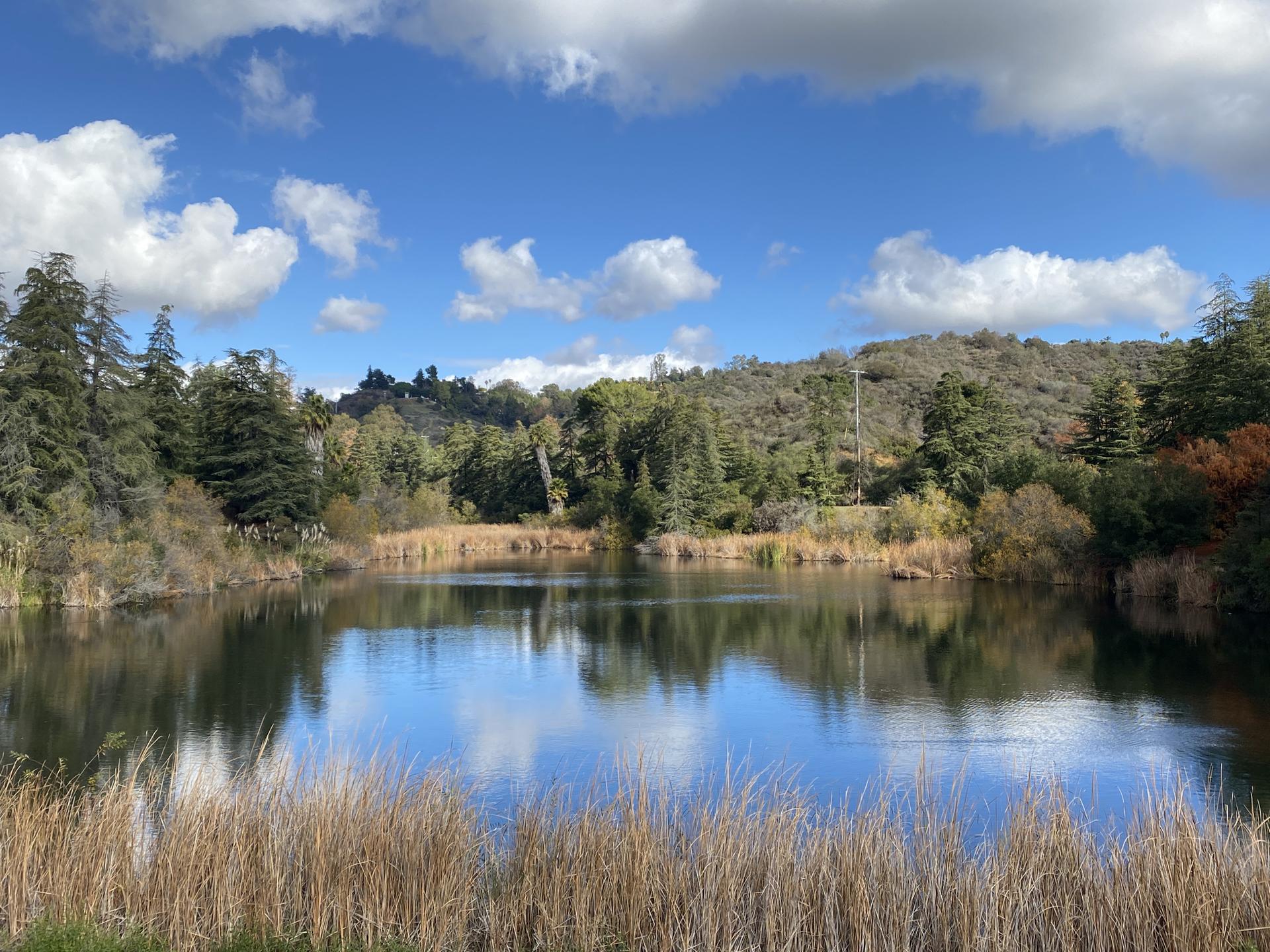 A calm lake reflecting blue sky, surrounded by green trees and reeds.