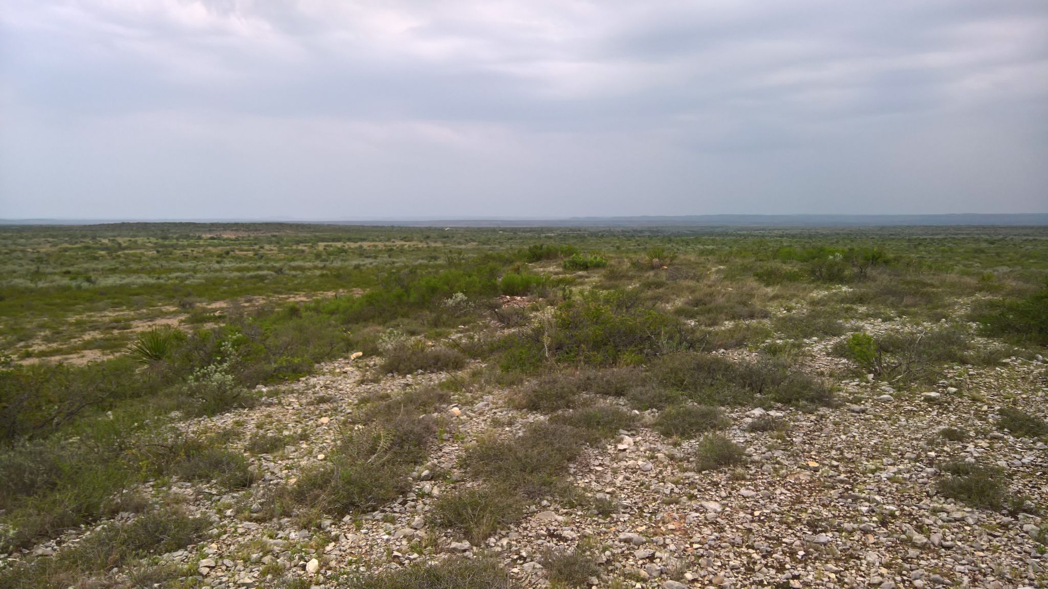 Vast, flat, rocky landscape with sparse vegetation under an overcast sky. - Presa Overlook Loop