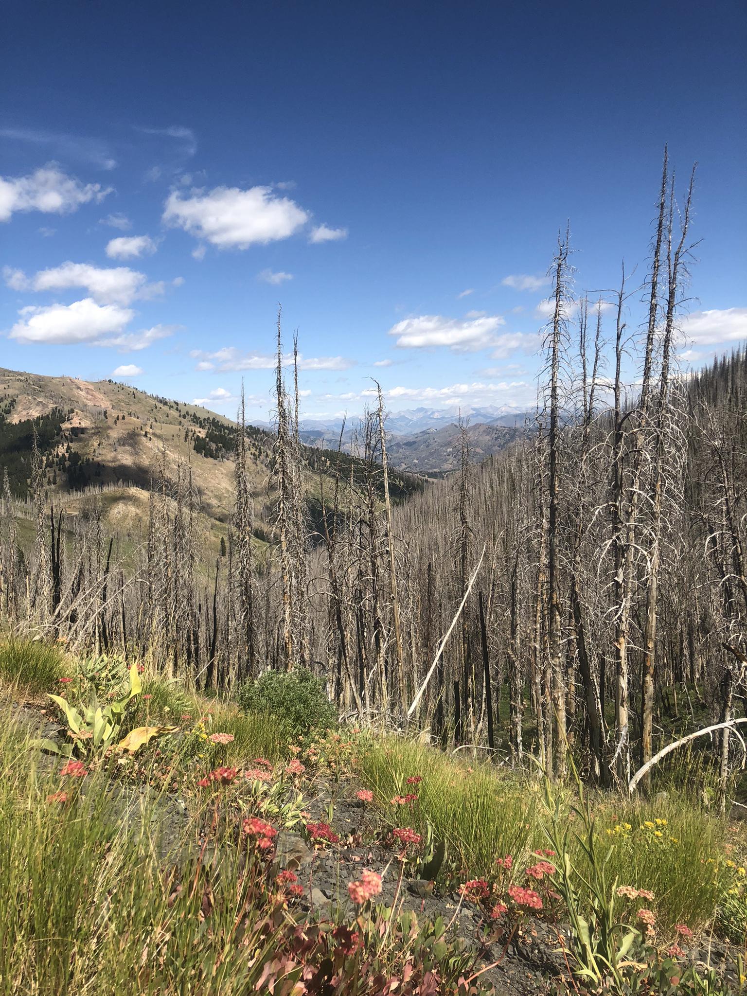 Wildflowers and dead trees on a sunny mountain slope under a blue sky.