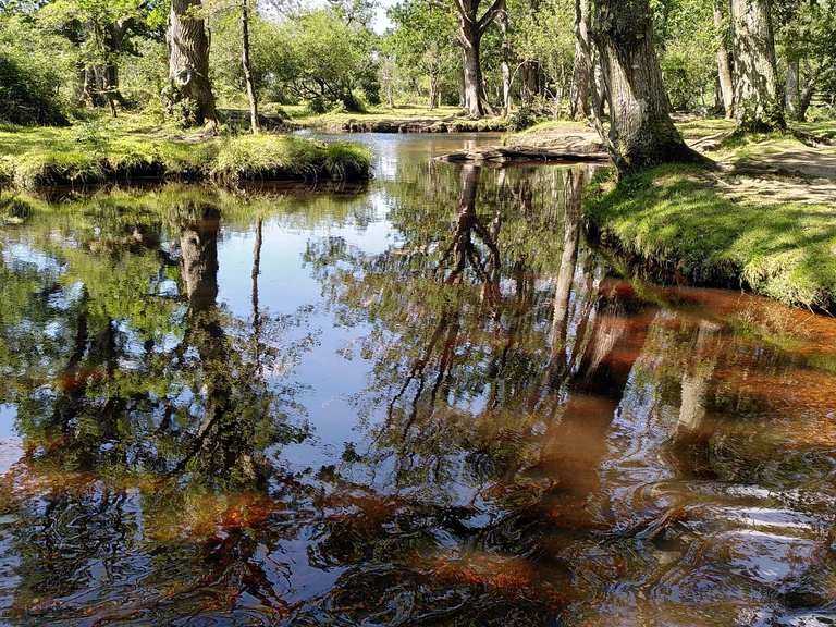 Whitefield Moor loop — New Forest National Park hike Komoot