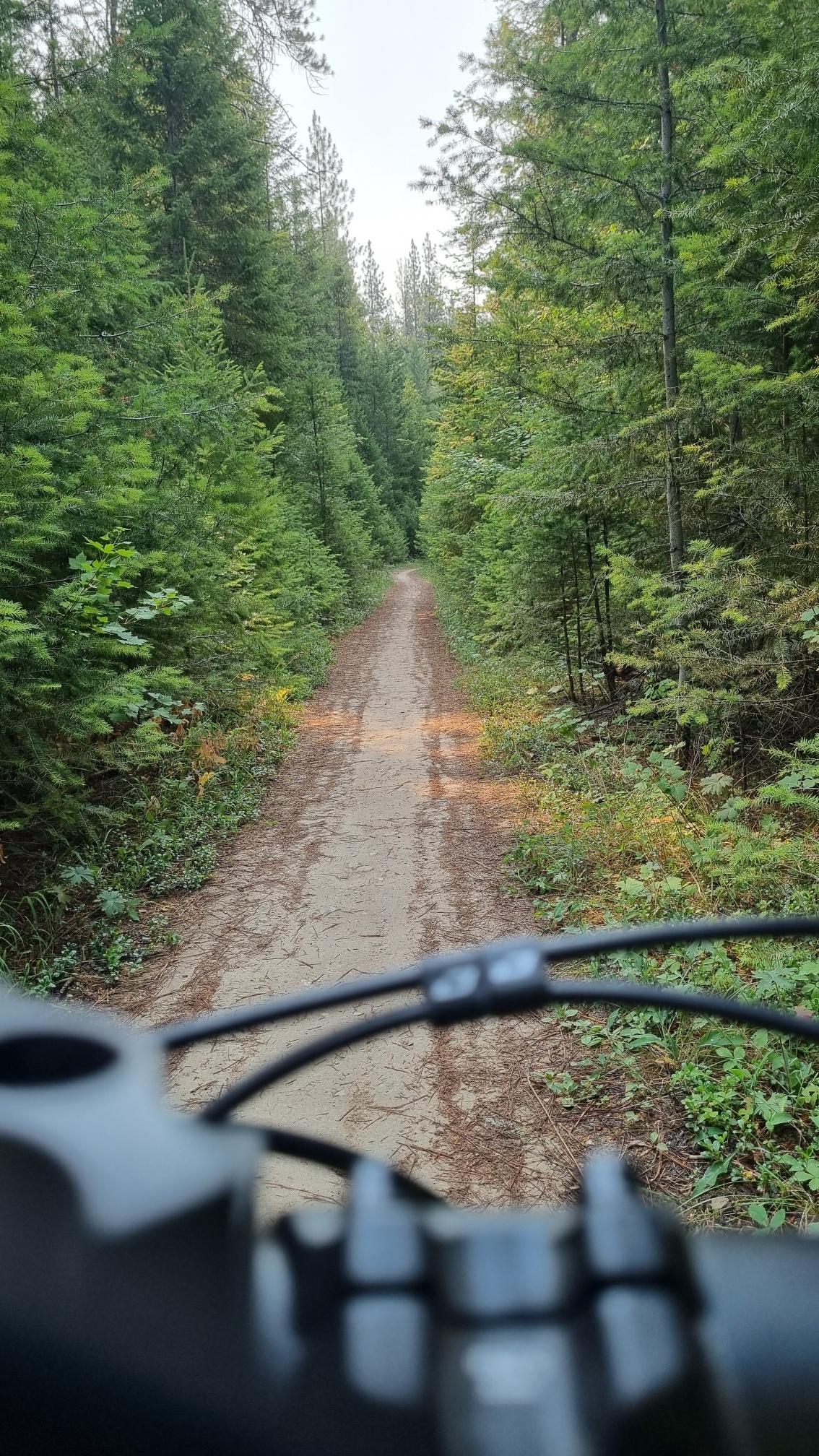 POV from bike handlebars on a dirt path through a dense evergreen forest.
