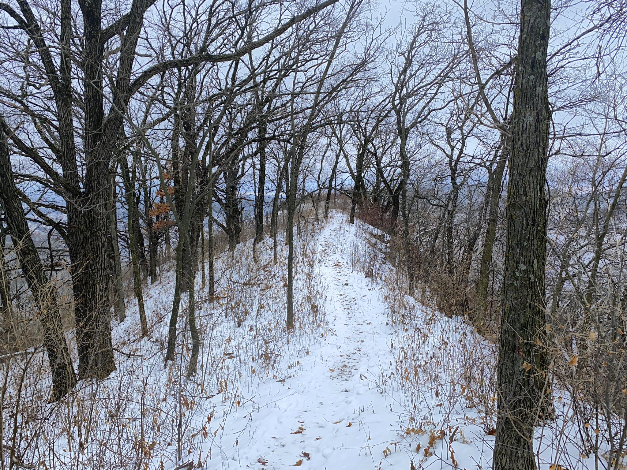 Snowy path winding through a dense forest of bare winter trees.