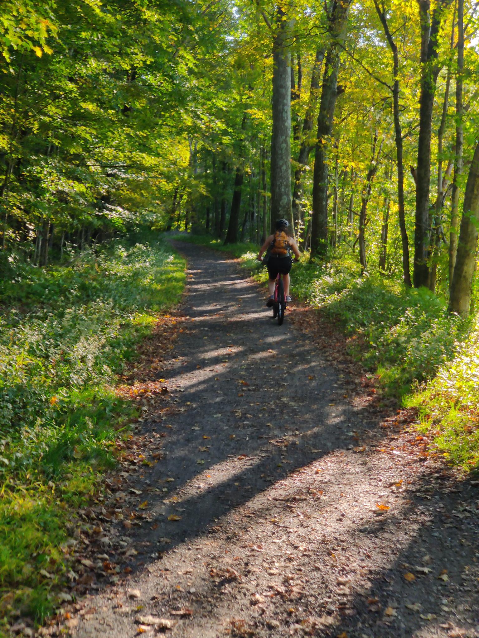 Person cycling on a sunlit forest path with dappled light and green trees.