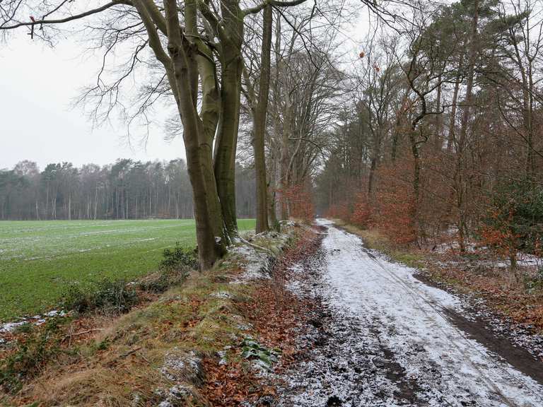 Blick auf die Heidhofer Teiche Friedland Schmidts Kiefern Runde von