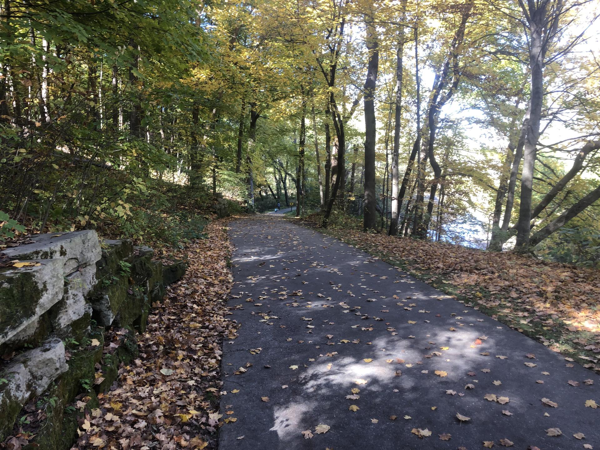 Paved path through a sunlit autumn forest with fallen yellow leaves and water.