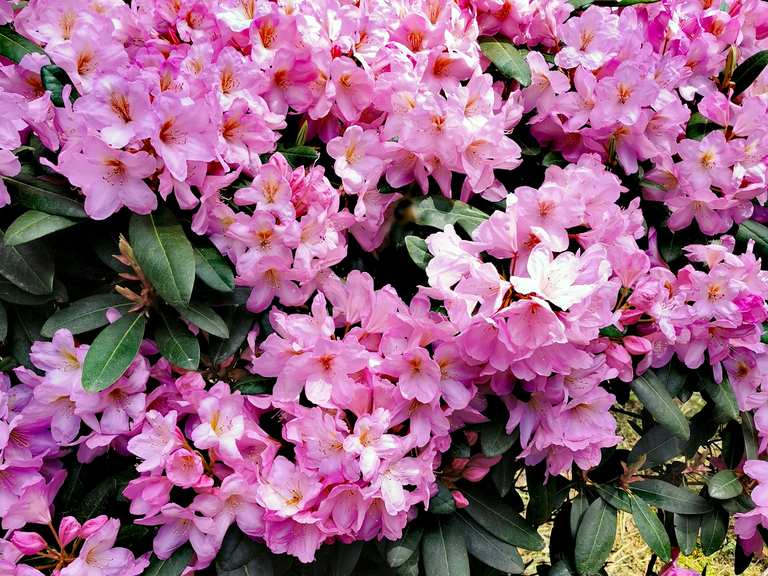 Rhododendron-Grtnerei Seidel  Wander- & Radrouten | Komoot
