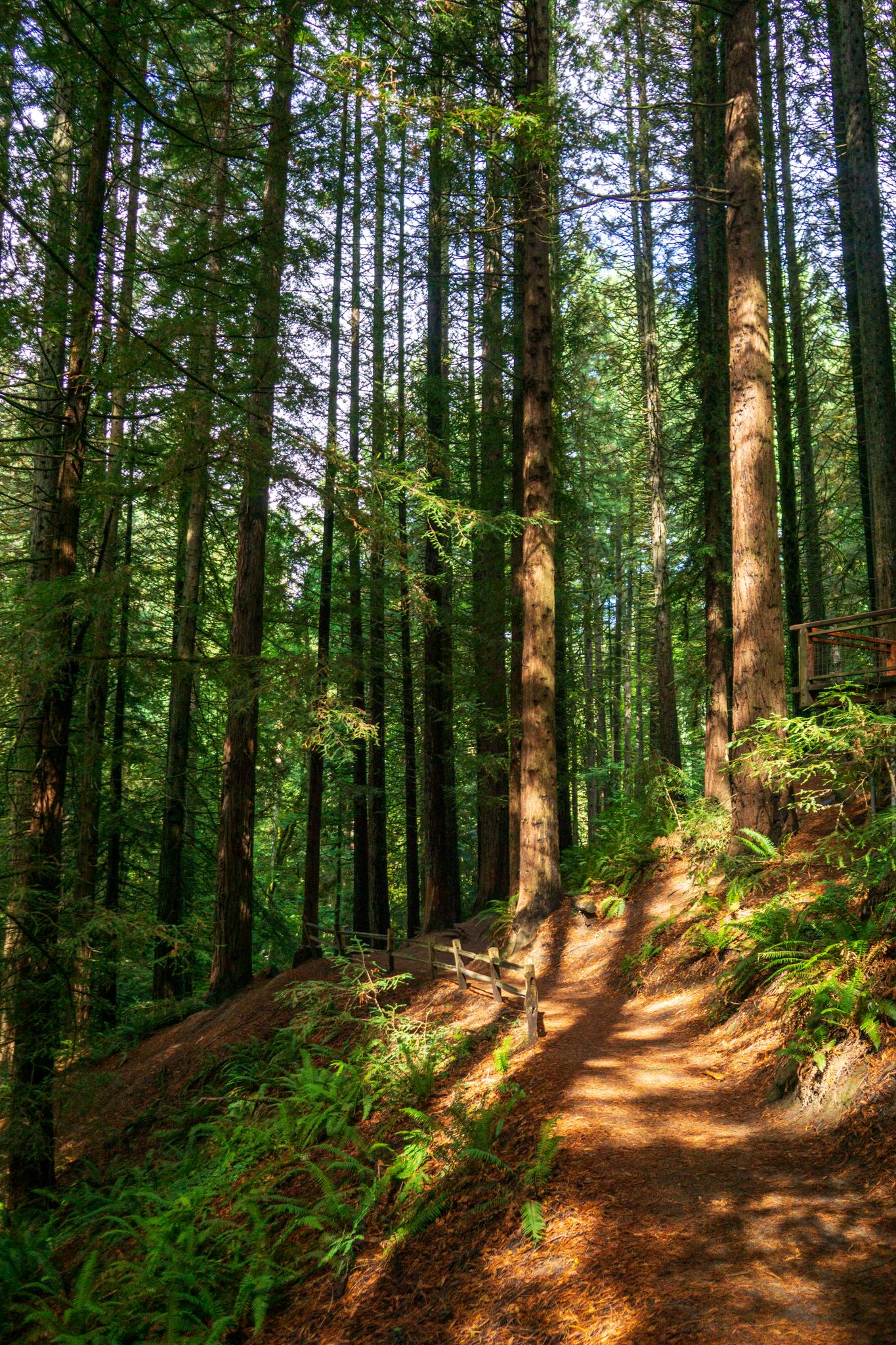 Sunlight dapples a winding dirt path through a dense, tall forest.