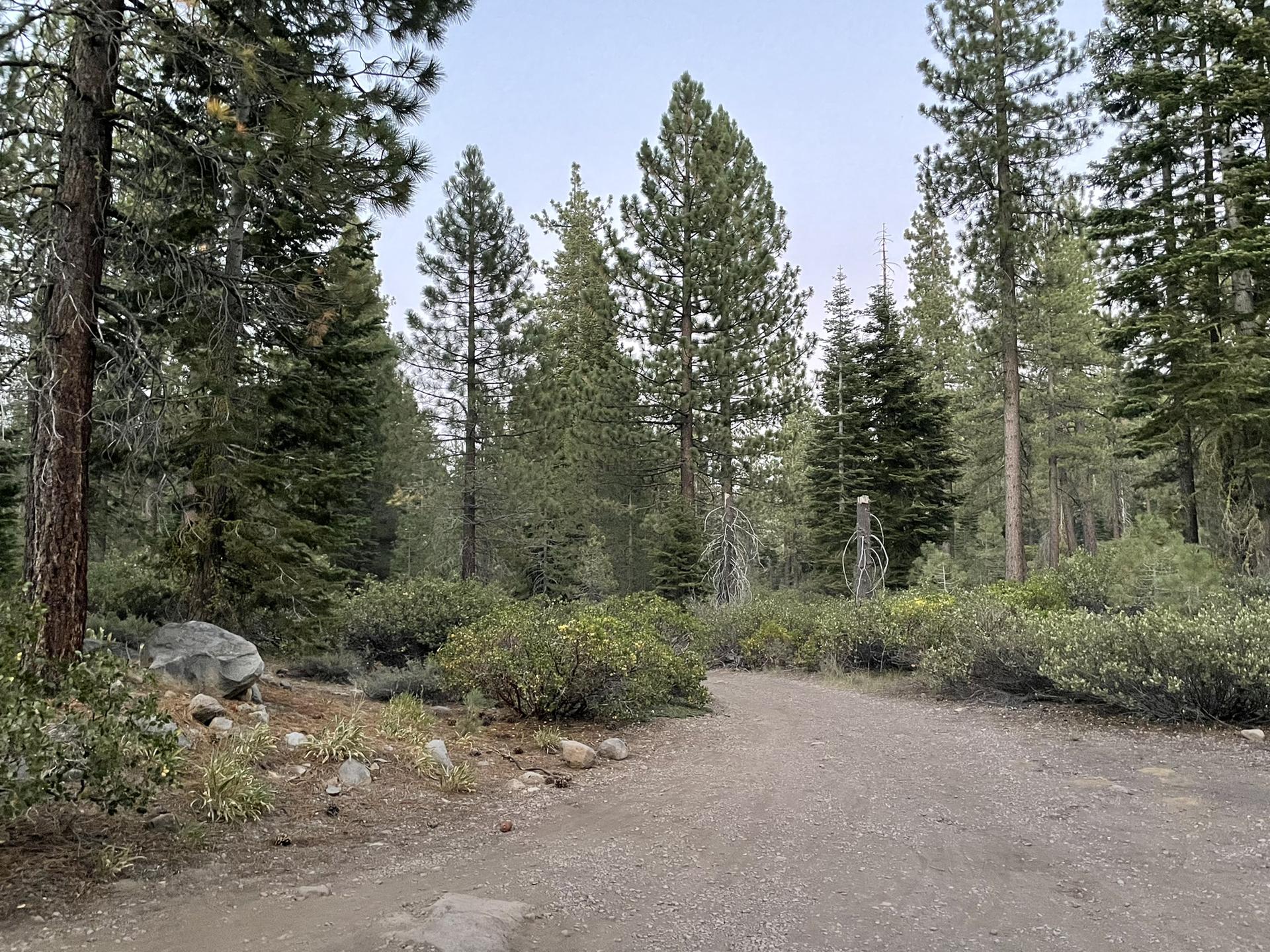 A dirt path winds through a dense forest of tall pine trees under an overcast sky.