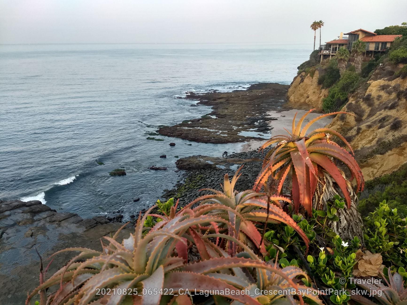 Coastal succulents on a cliff overlooking a rocky shore and calm ocean.