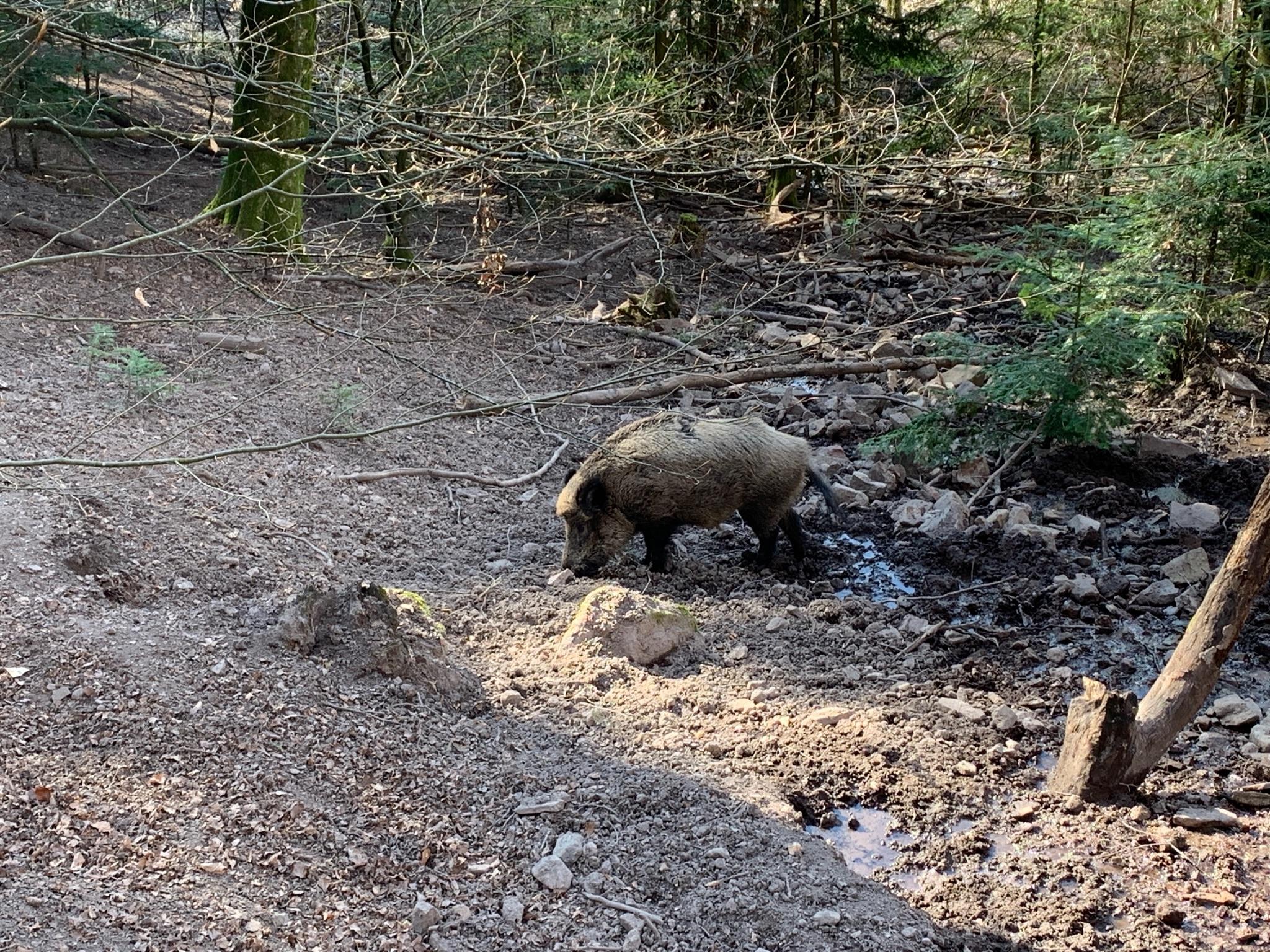 Wildpark Baden-Baden: Mountainbike-Touren Und -Trails | Komoot