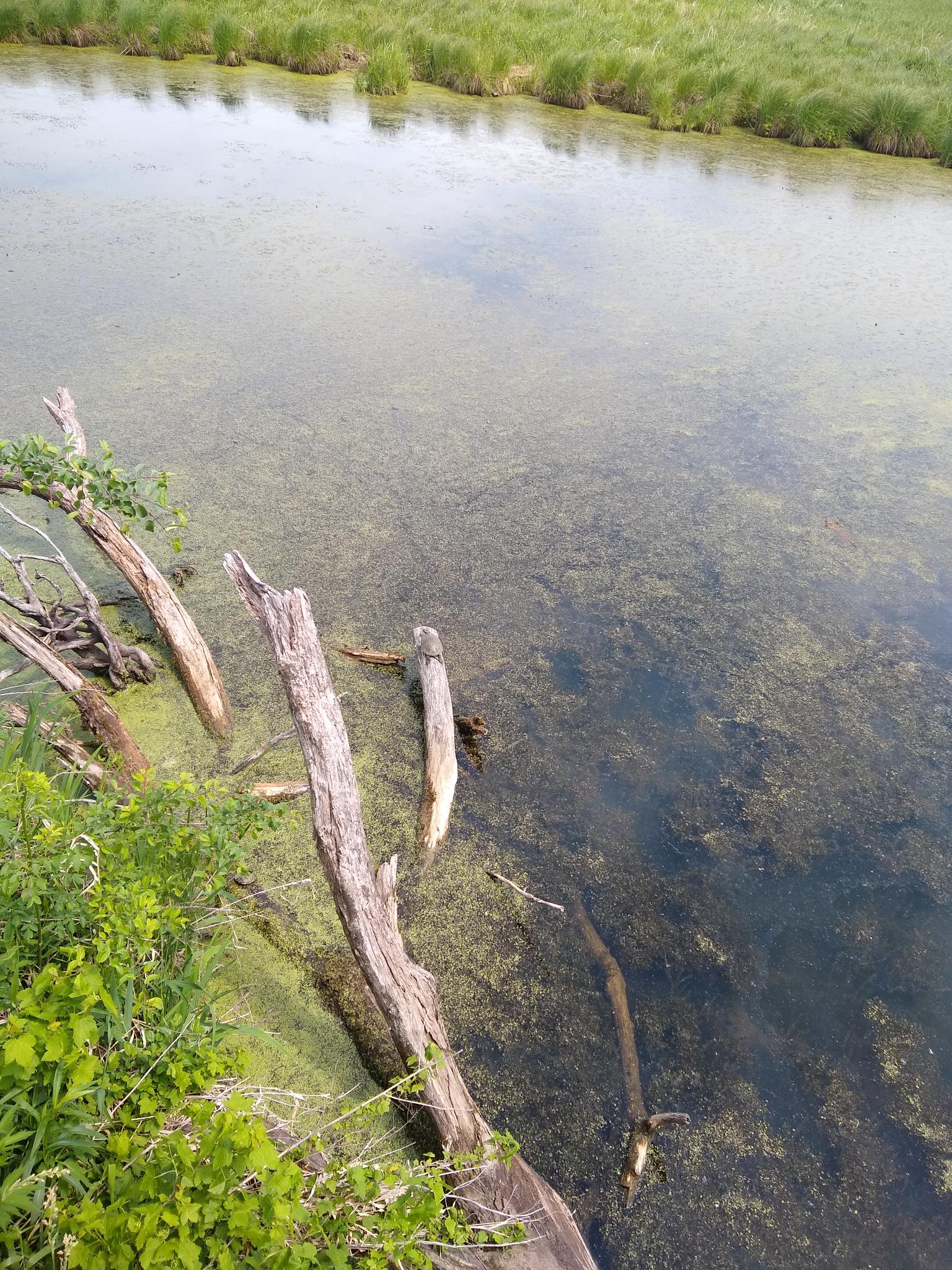 Clear water body with green algae and fallen logs, surrounded by lush grass.