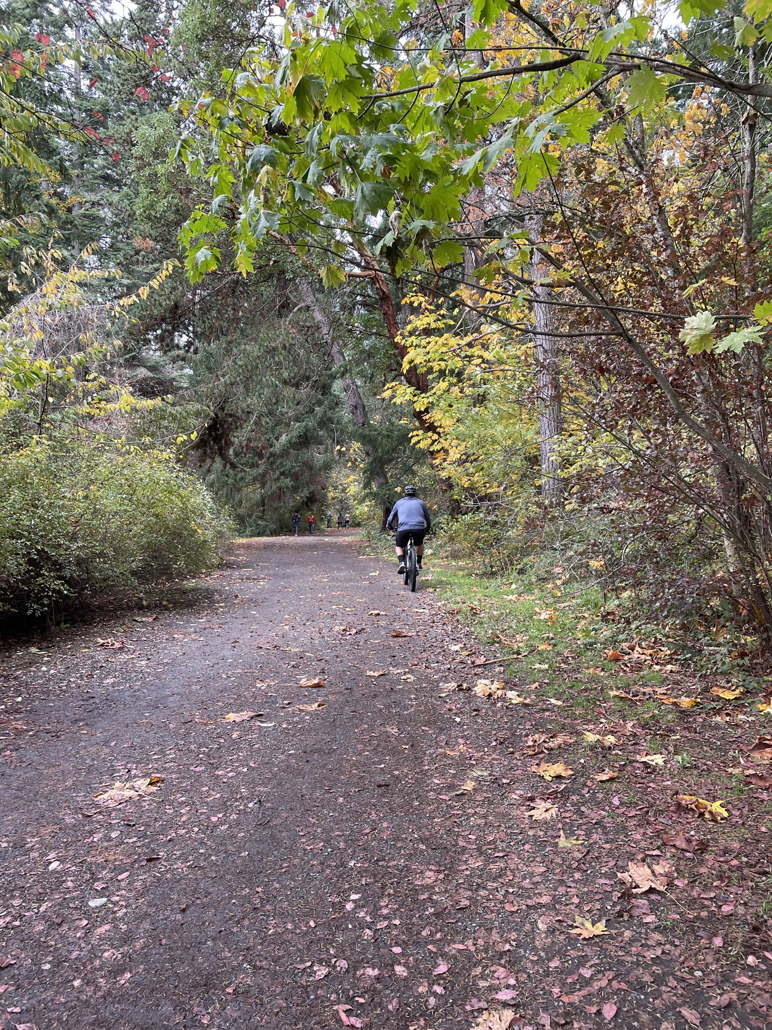 Person cycling on a dirt path through dense autumn trees. - Lincoln Park Inner Loop